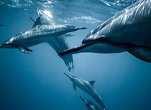 开云官网：一场关于美学与服务的数字化旅程